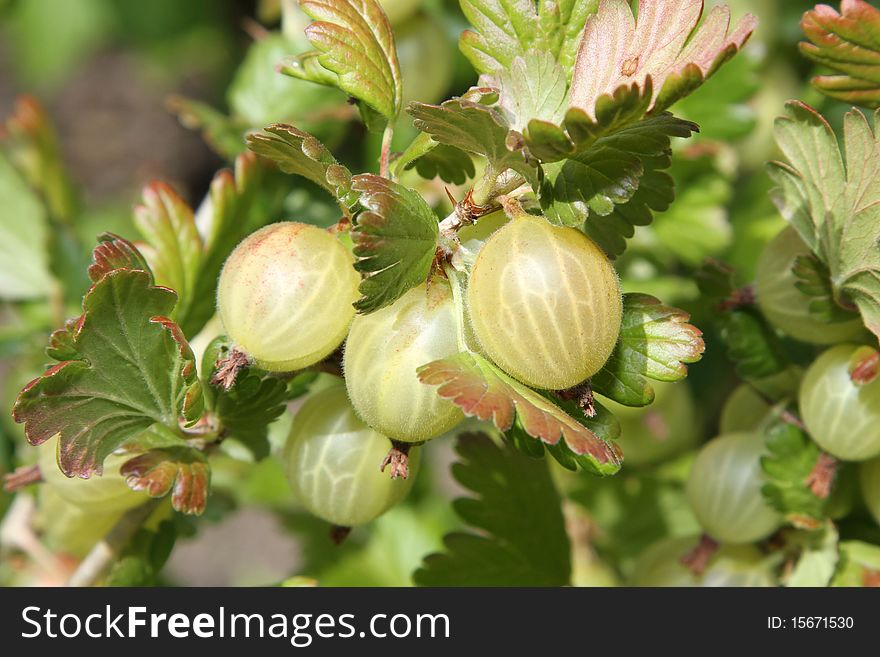 Gooseberries ripening on the bush with leaves. Gooseberries ripening on the bush with leaves.