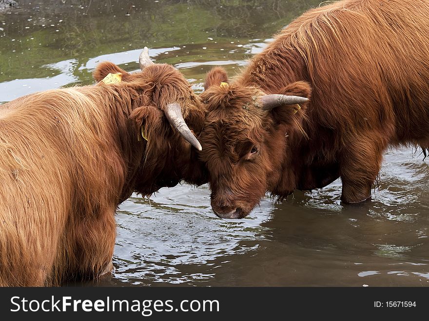 Scottish Highlanders playing in the water