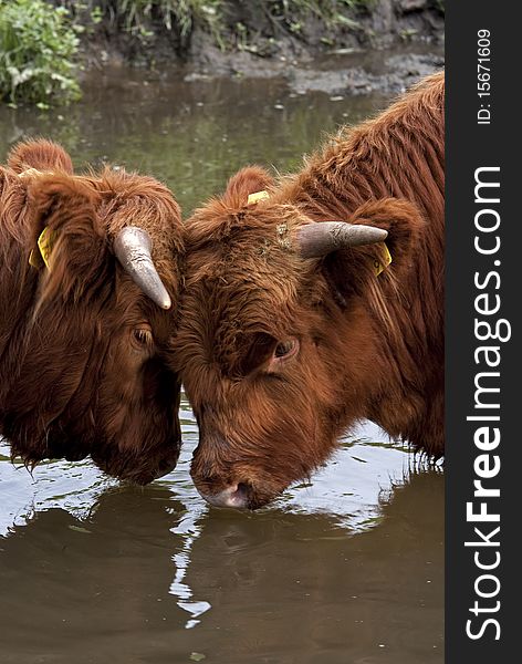 Scottish Highlanders playing in the water