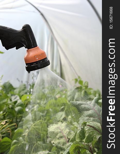 Hosepipe nozzle with water spraying over plants in a poly tunnel. Hosepipe nozzle with water spraying over plants in a poly tunnel.