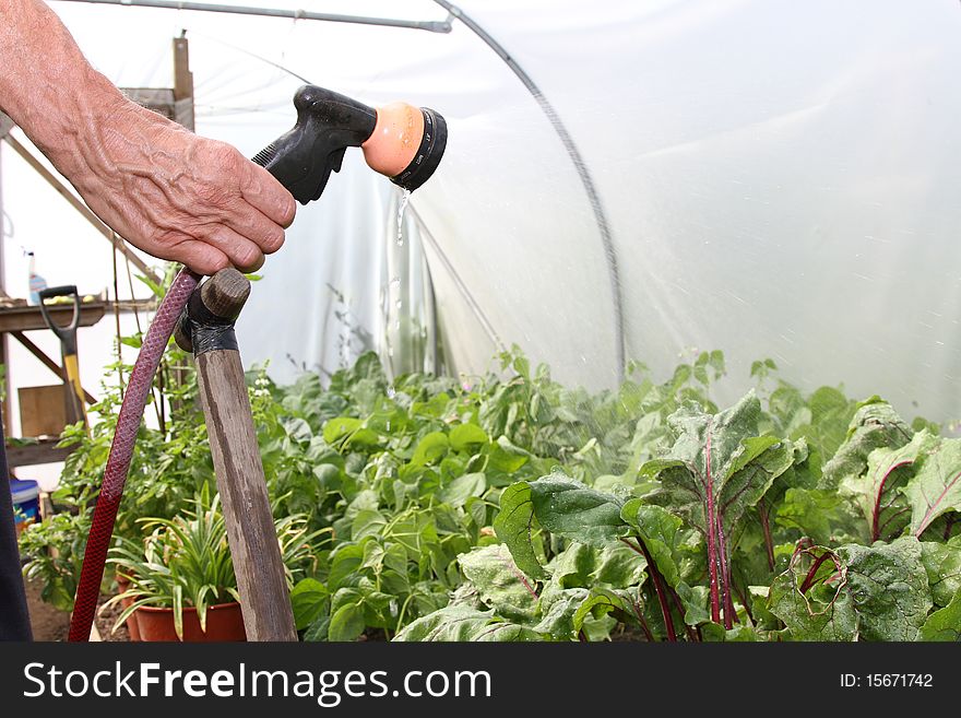 Watering plants with a hosepipe in a polytunnel. Watering plants with a hosepipe in a polytunnel.