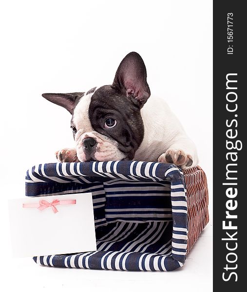 French Bulldog dog breed on a white background