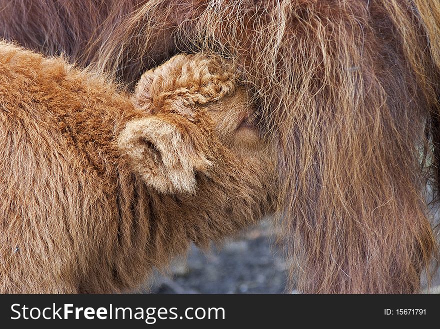 Scottish highlander is drinking milk