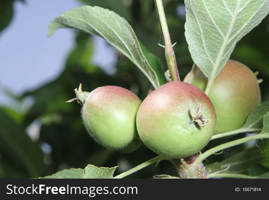 Three young immature apples growing on a branch. Three young immature apples growing on a branch.