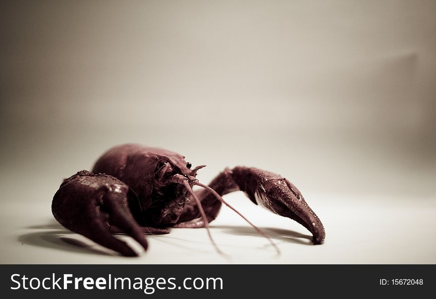 Crayfish with huge strong claws