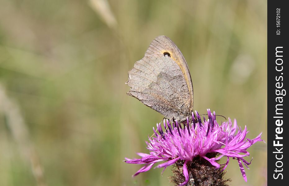 Meadow brown on knapweed.