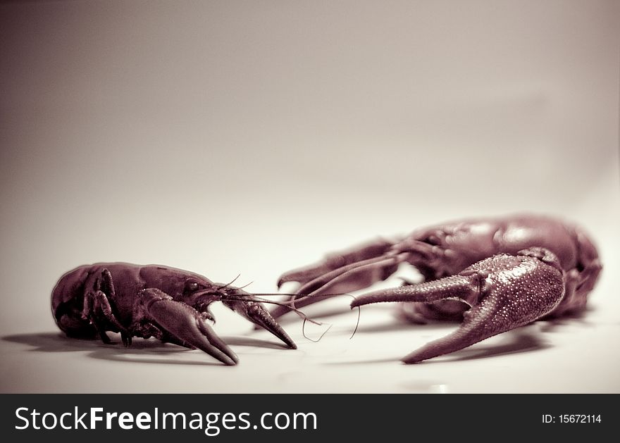 Crayfishes with huge strong claws