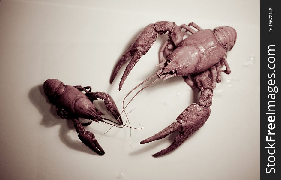 Crayfishes with claws attack each over