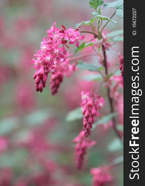 Flowering Red Currant