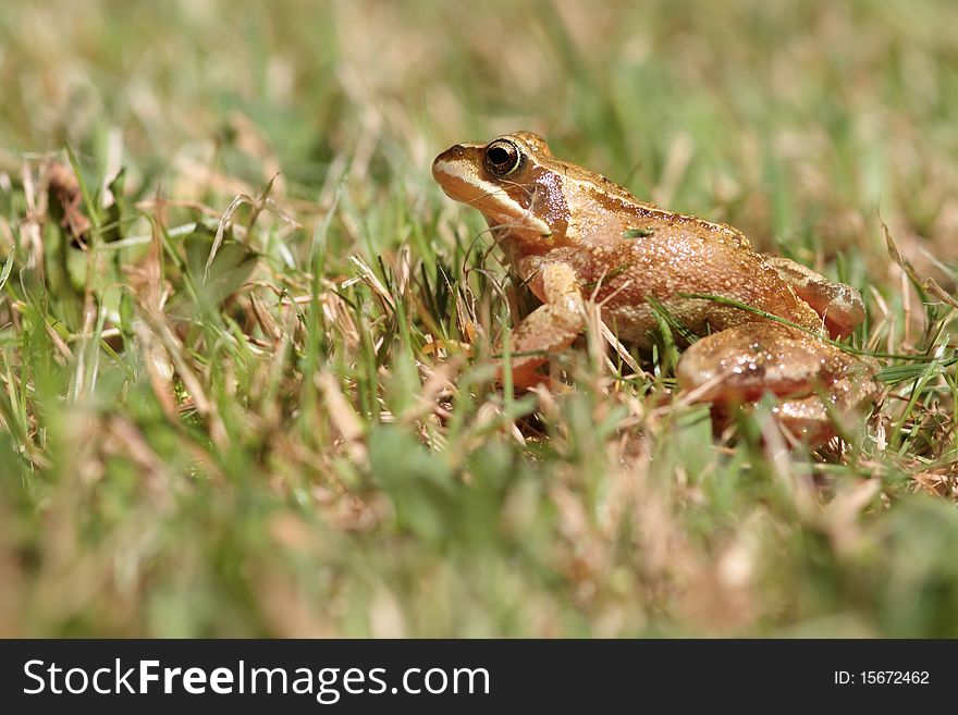 Frog in the grass close-up