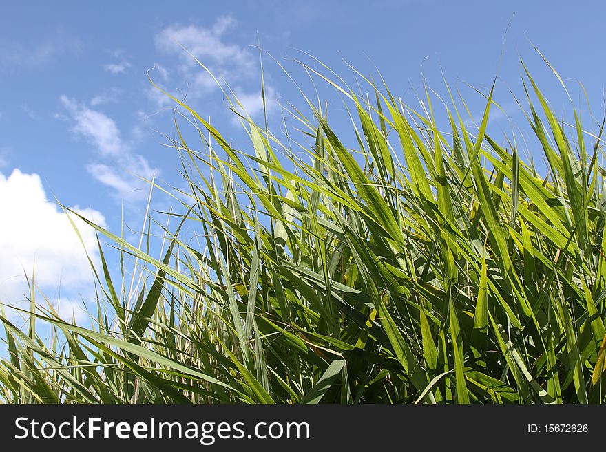 Green leaves of marsh grasses against a clean blue sky with clouds. Green leaves of marsh grasses against a clean blue sky with clouds.