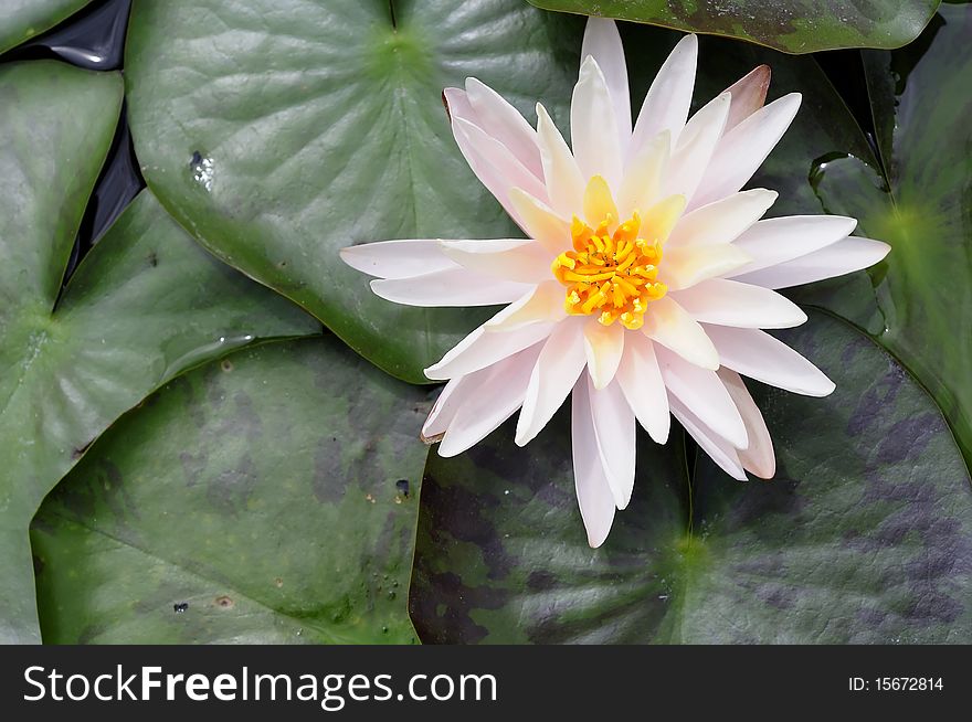 The lotus that happened in the water and flower offering.