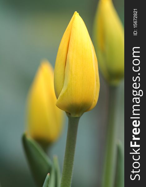 Beautiful Yellow Tulip in flower