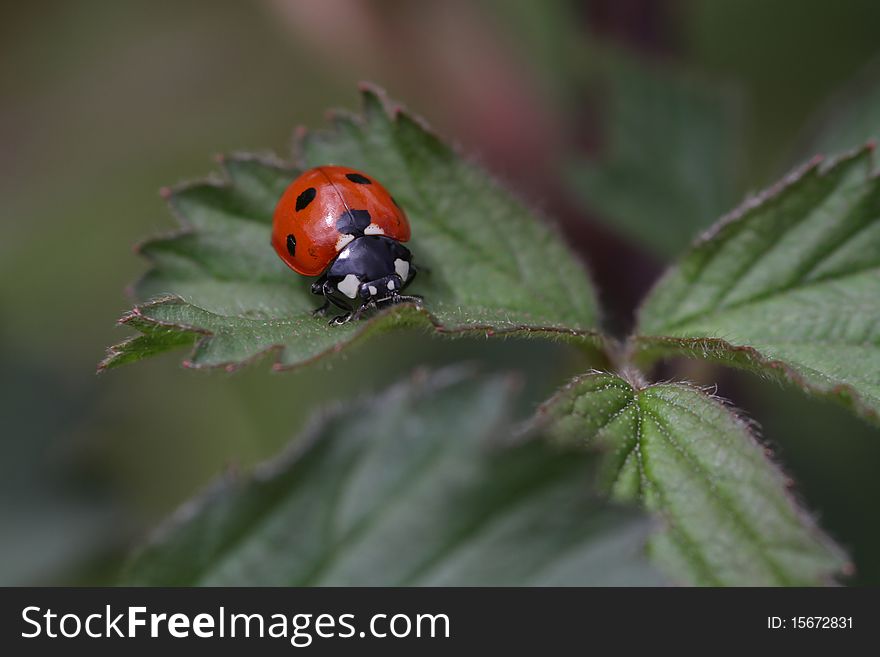 Ladybird on a leaf in the garden