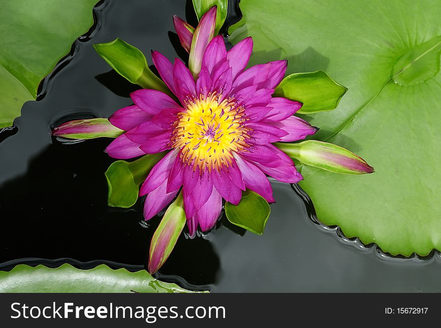 The lotus that happened in the water and flower offering.