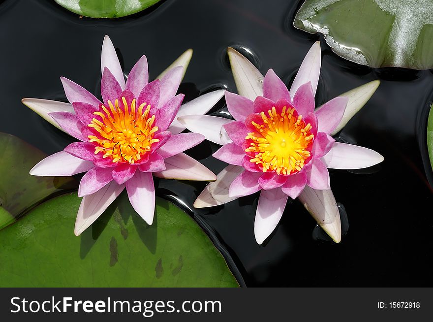 The lotus that happened in the water and flower offering.