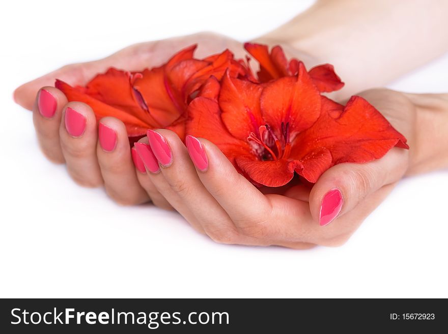 Woman hands with pink manicure holding red sword lilies isolated on white. Woman hands with pink manicure holding red sword lilies isolated on white
