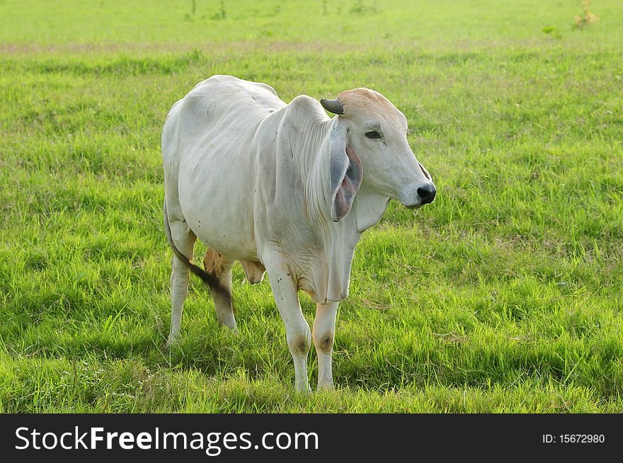 Image of cattle eating grass in pastures. Image of cattle eating grass in pastures.