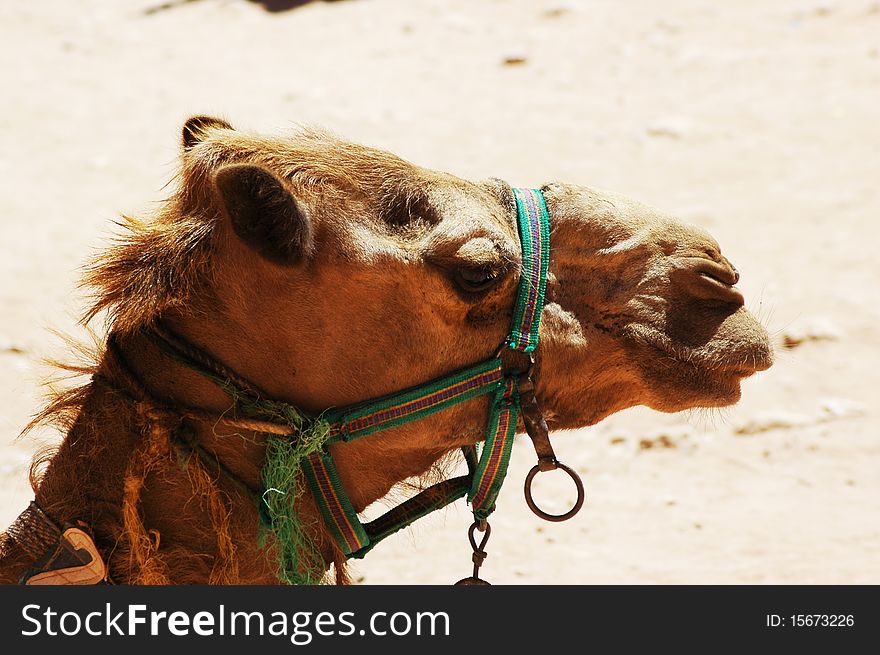 Camel face with sand in background