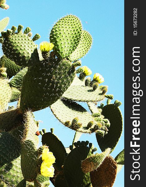 Green cactus with blossoms, blue sky in the background