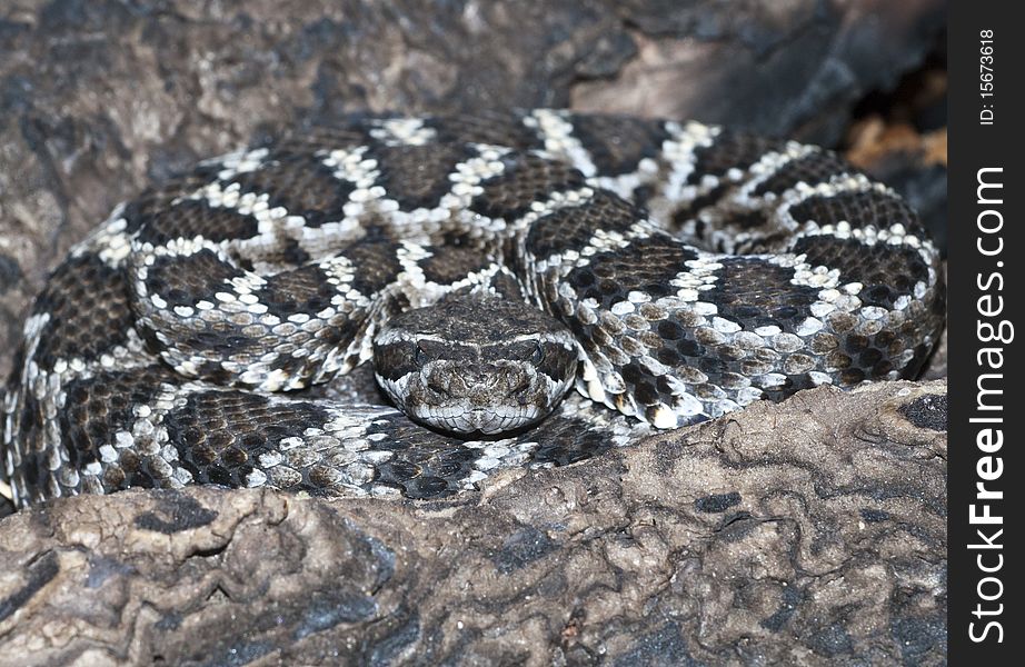 Mohave Rattlesnake Crotalus scutulatus camouflaged in log