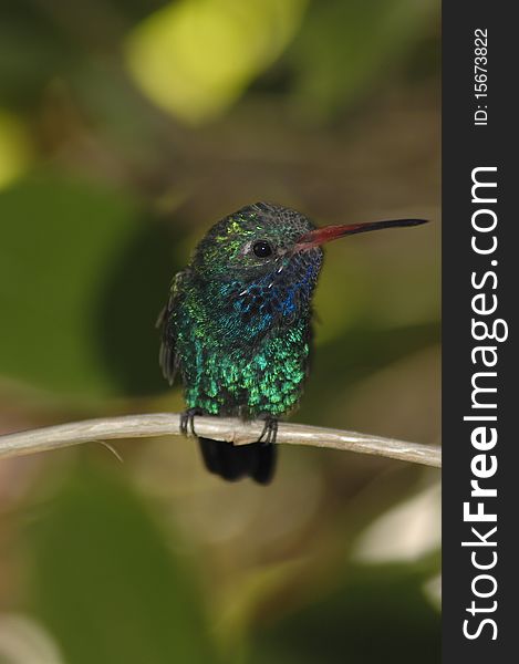 Male Broad Billed Hummingbird