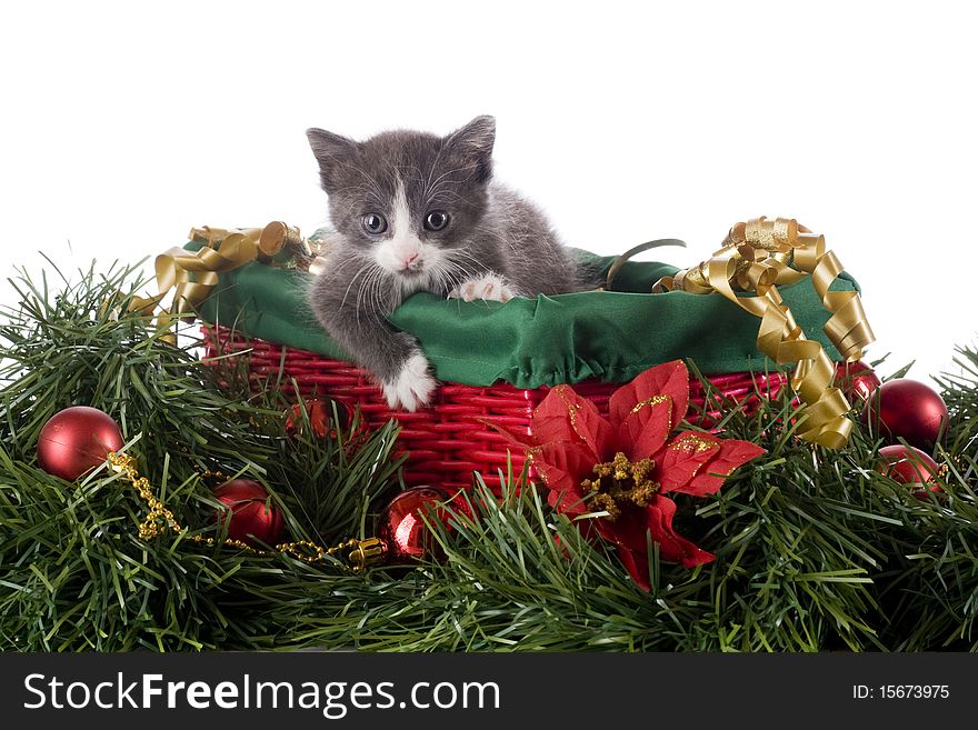 Kitty in a Christmas Basket