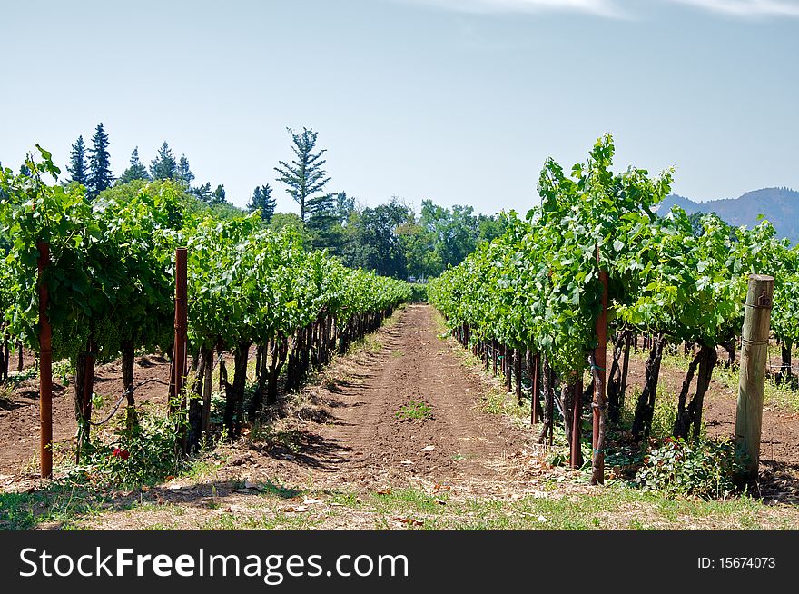 The vineyard at a local winery in Napa, California.