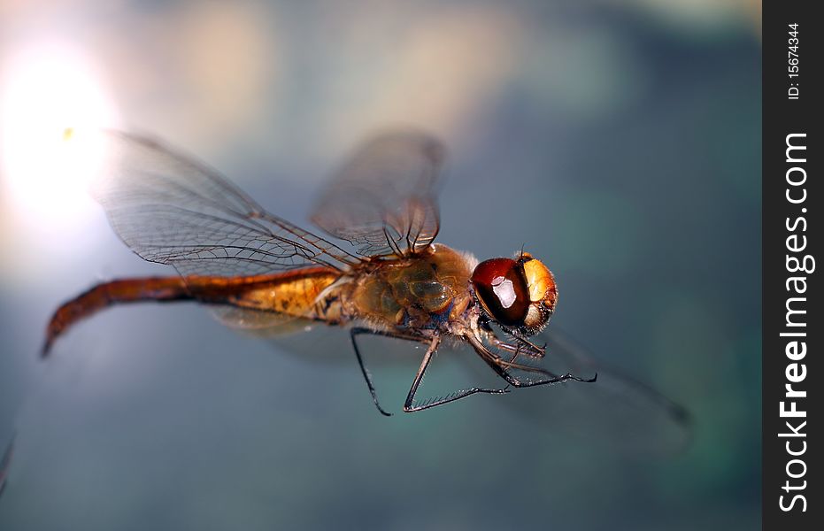 The dragonfly in blue backgrounds.