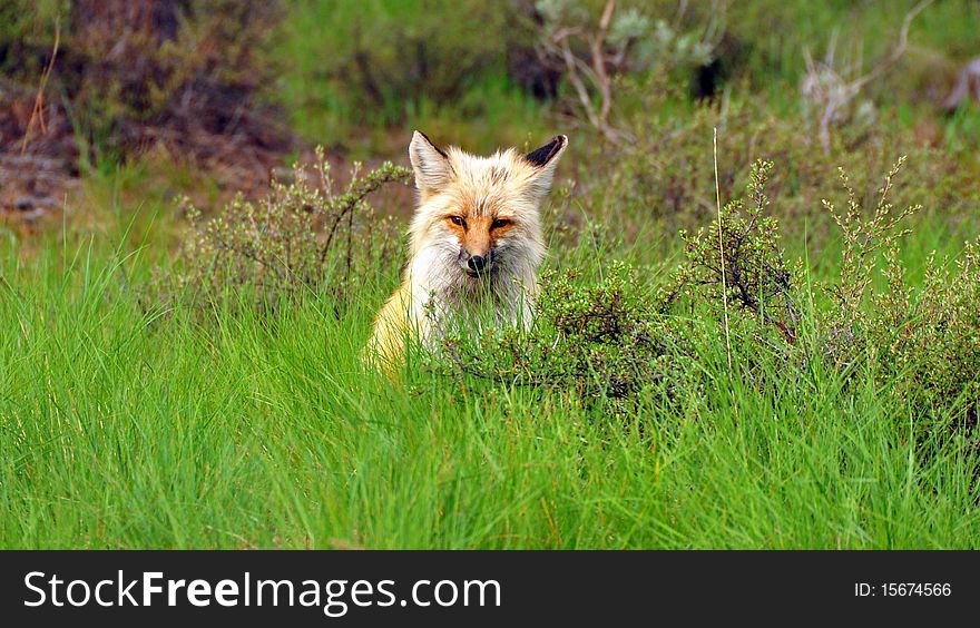 Fox in the bushes. Yellowstone National Park
