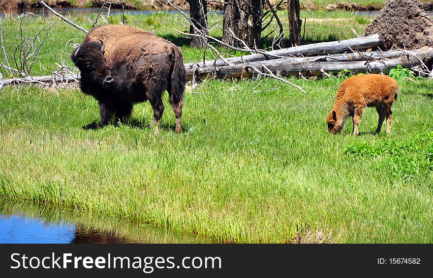 Bison & Calf. Yellowstone National Park