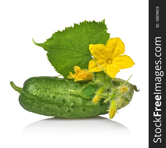 Green cucumber with leaves and flower isolated on white