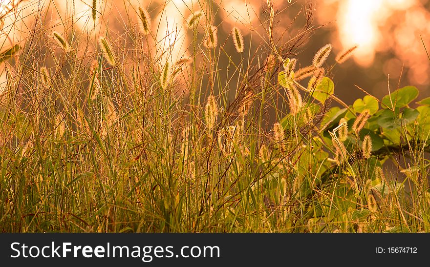Dog's tail grass in the backlight.