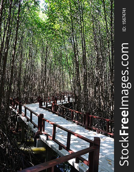 The mangrove forest in Thailand. The mangrove forest in Thailand