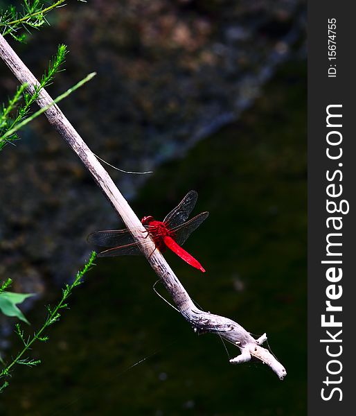 Red dragonfly stand on the stick.