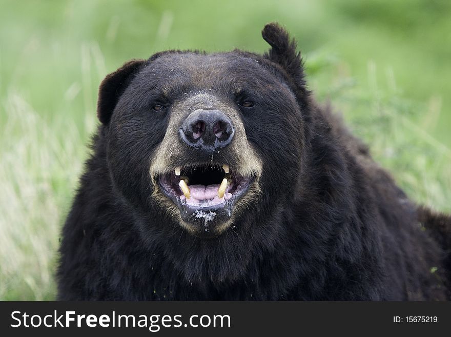 Ferocious Grizzly Bear foams at the mouth and shows his teeth