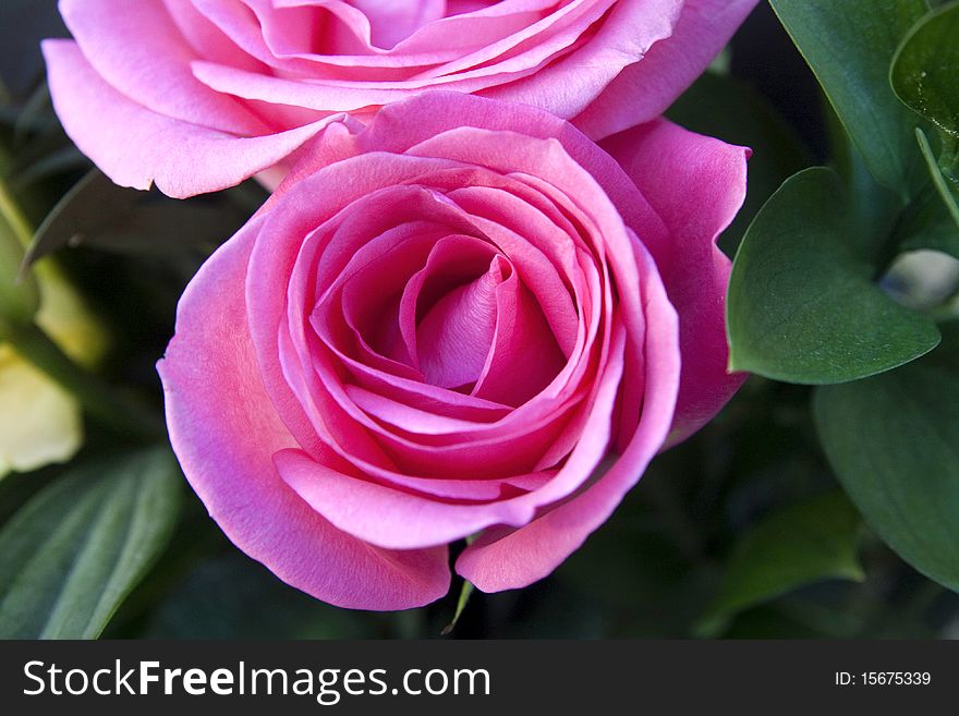 Colorful pink roses on sunny spring day in New York. Colorful pink roses on sunny spring day in New York