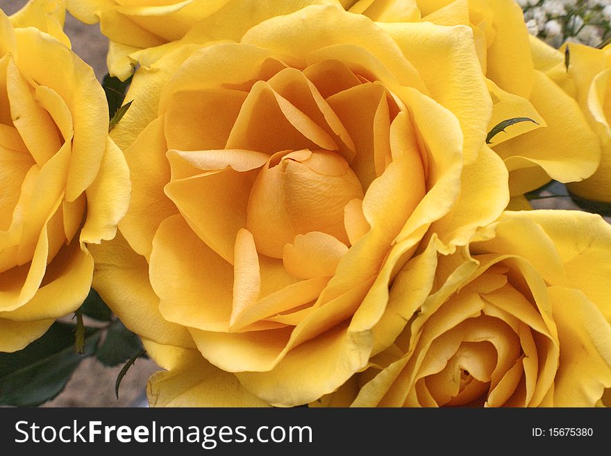 Colorful yellow roses on sunny spring day. Colorful yellow roses on sunny spring day