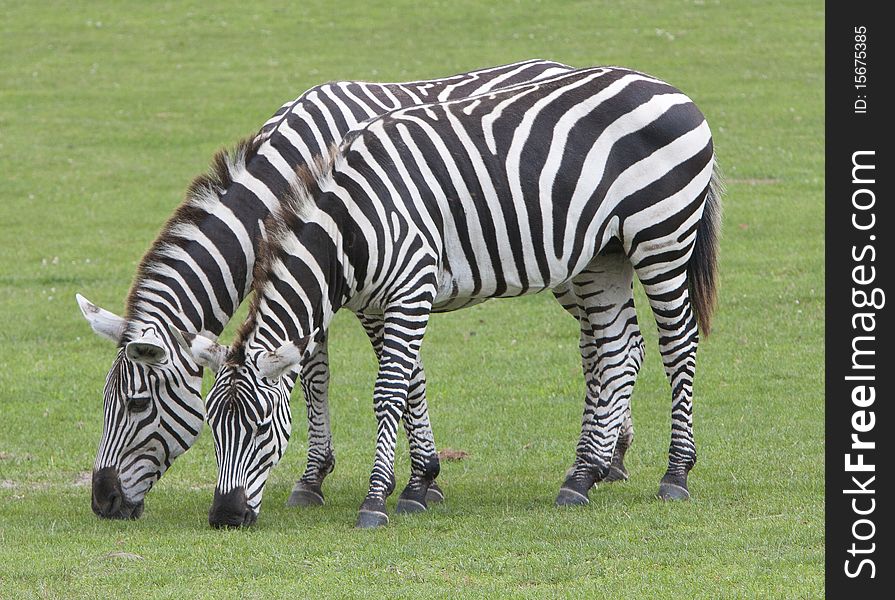A pair of zebras search for food