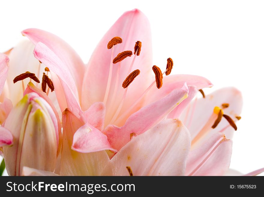 Pink lily isolated on a white background