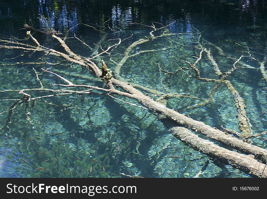 Tree in a lake from Plitvice, photo taken in Croatia National Park