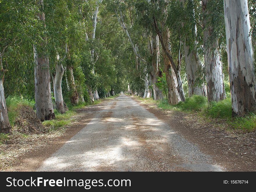 Beautiful forest Road with old trees