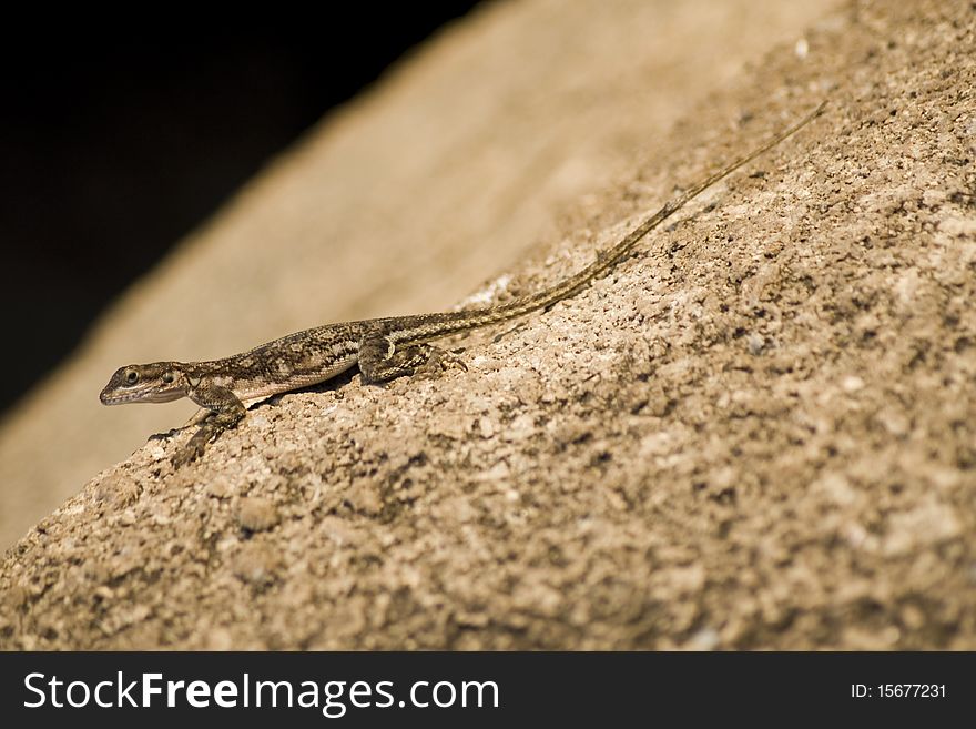 Brown lizard basking in the sun on a rock in Uganda.