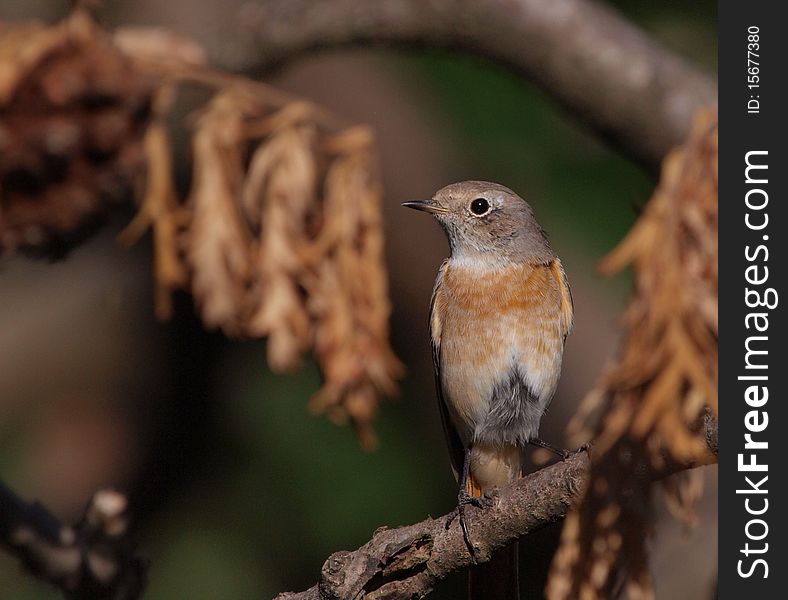 A Common Redstart (Phoenicurus phoenicurus) perching on a bush in the morning light.