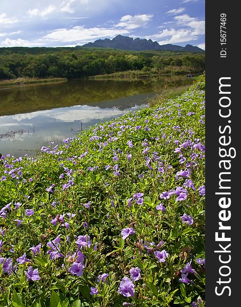 Flower field and lake