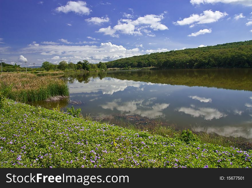 Flower Field And Lake