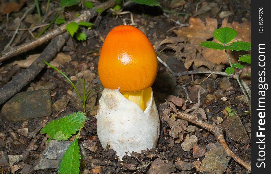 A close up of the edible mushroom (Amanita caesareaoides). A close up of the edible mushroom (Amanita caesareaoides).