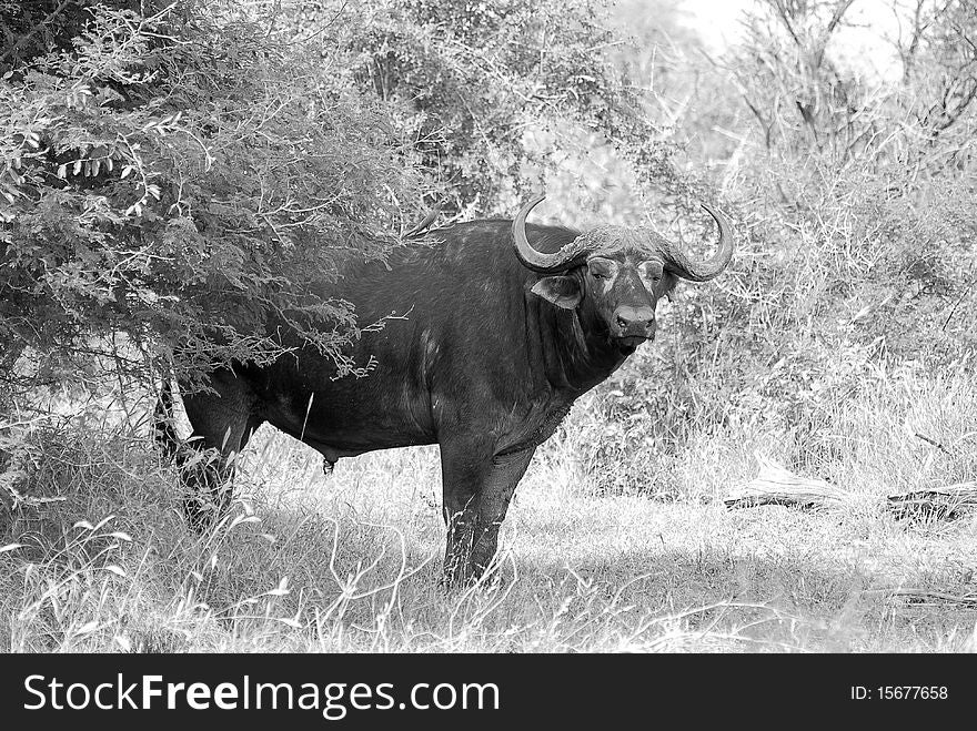 A black and white Buffalo in the veld