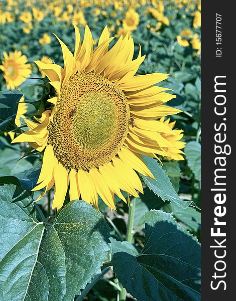 Inflorescence (flowering head) and leaves of sunflower, helianthus annuus, family asteraceae