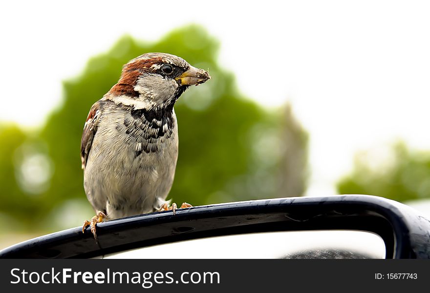Sparrow with a dirty beak is sitting on a car mirror and cadging. Sparrow with a dirty beak is sitting on a car mirror and cadging
